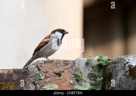 Seitenansicht des männlichen Hausspergels, Passer domesticus, ein Vogel der Sperlinge Familie Passeridae, oft in indischen Häusern gefunden. Stockfoto