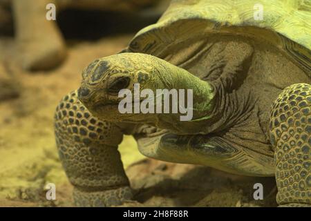 Nahaufnahme der Endagered Aldabra-Riesenschildkröte, Dipsochelys dus Stockfoto