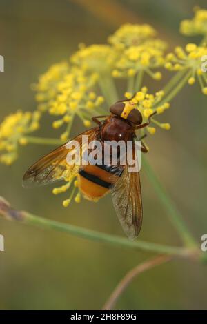 Vertikale Nahaufnahme der Hornisse imitiert die Schwebfliege, Volucella zonaria Stockfoto