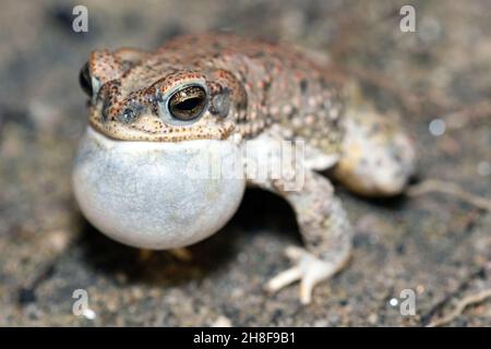 Rotfleckige Kröte (Anaxyrus punctatus) Stockfoto