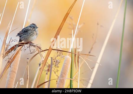 Singammer (Melospiza Melodia) Stockfoto