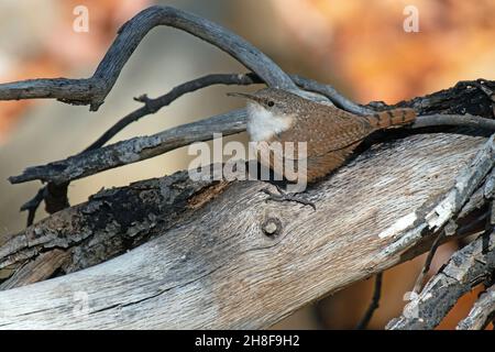 Canyon Wren (Catherpes mexicanus) Stockfoto