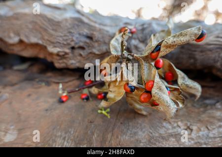 Die Rosenkranz-Erbse (Abrus precatorius), auch bekannt als Krabbenauge oder Jumbie-Perle. Stockfoto