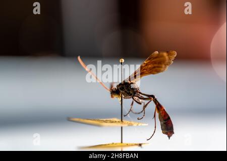 Geflemmte Ichneumonwespe in einer Entomologie-Insektensammlung Stockfoto