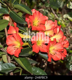 Eine Gruppe von spektakulären, leuchtend orange duftenden Blüten aus tropischem Vireya Rhododendron „Blaze of Glory“, immergrüner Strauch, in Australien Stockfoto