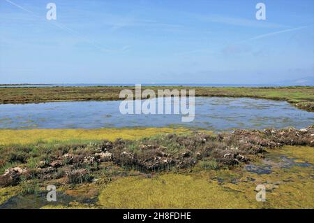 La Tancada Lagune del Delta del Ebro in der Region Baix Ebre Provinz Tarragona, Katalonien, Spanien Stockfoto