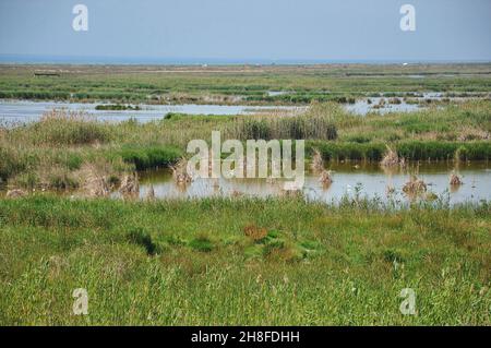 La Tancada Lagune del Delta del Ebro in der Region Baix Ebre Provinz Tarragona, Katalonien, Spanien Stockfoto