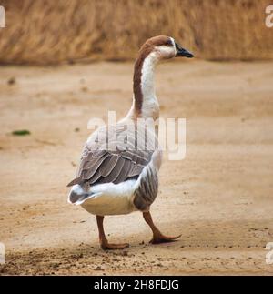 Anser Bird. Die Wasservogelgattung Anser umfasst die Graugänse und die Weißgänse. Sie gehört zur Unterfamilie der echten Gänse und Schwäne Stockfoto