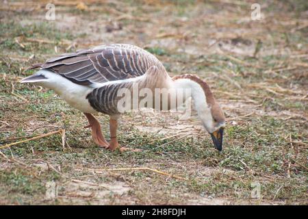 Anser Bird. Die Wasservogelgattung Anser umfasst die Graugänse und die Weißgänse. Sie gehört zur Unterfamilie der echten Gänse und Schwäne Stockfoto