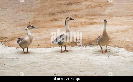 Anser Bird. Die Wasservogelgattung Anser umfasst die Graugänse und die Weißgänse. Sie gehört zur Unterfamilie der echten Gänse und Schwäne Stockfoto