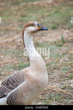 Anser Bird. Die Wasservogelgattung Anser umfasst die Graugänse und die Weißgänse. Sie gehört zur Unterfamilie der echten Gänse und Schwäne Stockfoto