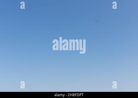 Die Möwe schwebt gegen den klaren blauen Himmel im Süden über dem Meer. Speicherplatz kopieren. Stockfoto