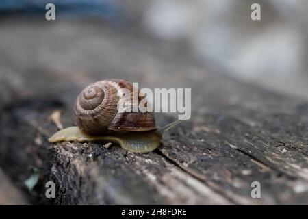 Eine Schnecke kriecht auf einem dunklen Holztisch. Draufsicht. Stockfoto