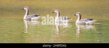 Anser Bird. Die Wasservogelgattung Anser umfasst die Graugänse und die Weißgänse. Sie gehört zur Unterfamilie der echten Gänse und Schwäne Stockfoto