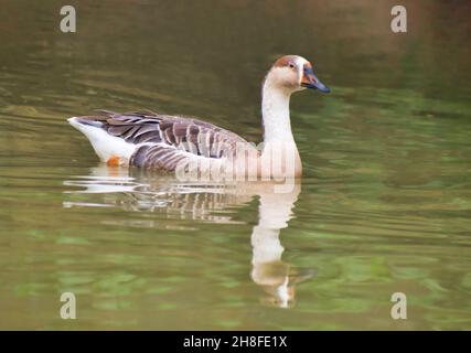 Anser Bird. Die Wasservogelgattung Anser umfasst die Graugänse und die Weißgänse. Sie gehört zur Unterfamilie der echten Gänse und Schwäne Stockfoto