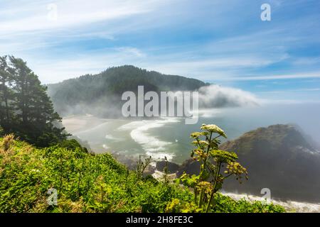 Cape Cove Blick vom Heceta Head Lighthouse Park, Pacific Northwest, Oregon, USA Stockfoto