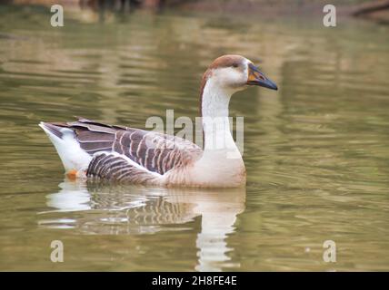 Anser Bird. Die Wasservogelgattung Anser umfasst die Graugänse und die Weißgänse. Sie gehört zur Unterfamilie der echten Gänse und Schwäne Stockfoto