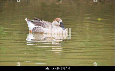 Anser Bird. Die Wasservogelgattung Anser umfasst die Graugänse und die Weißgänse. Sie gehört zur Unterfamilie der echten Gänse und Schwäne Stockfoto