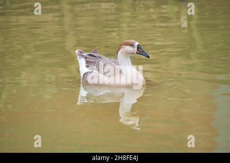 Anser Bird. Die Wasservogelgattung Anser umfasst die Graugänse und die Weißgänse. Sie gehört zur Unterfamilie der echten Gänse und Schwäne Stockfoto