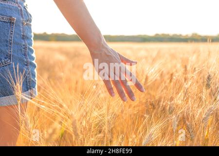 Die Hand einer Frau berührt reifen Weizen in einem sonnigen Weizenfeld. Konzept von Wohlstand und Wärme. Stockfoto
