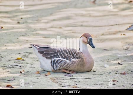 Anser Bird. Die Wasservogelgattung Anser umfasst die Graugänse und die Weißgänse. Sie gehört zur Unterfamilie der echten Gänse und Schwäne Stockfoto