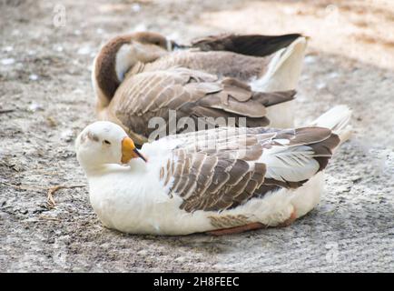 Anser Bird. Die Wasservogelgattung Anser umfasst die Graugänse und die Weißgänse. Sie gehört zur Unterfamilie der echten Gänse und Schwäne Stockfoto