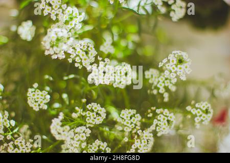 Lobularia maritima Schneetuch oder Alyssum maritimum Schneetuch Stockfoto