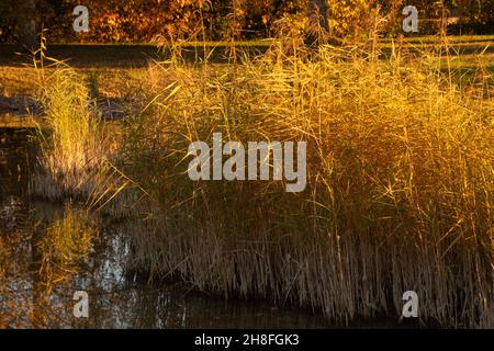Ufervegetation auf dem See in der goldenen Herbstsaison Stockfoto
