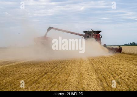 Firmat, Santa Fe, Argentinien. 27th. November 2021. Ein Mähdrescher wird auf einem Weizenfeld geerntet.die Ernte von Weizenpflanzen in Argentinien von 2021 bis 2022 wird laut einem Bericht der Getreidebörse von Buenos Aires einen Rekord von 20,3 Millionen Tonnen erreichen. (Bild: © Patricio Murphy/SOPA Images via ZUMA Press Wire) Stockfoto