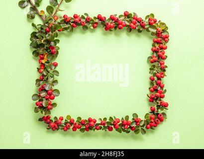 Rahmen zur Weihnachtsdekoration. Quadratischer Rand der Cotoneaster blühenden Pflanze mit roten Beeren. Grußkartenvorlage auf hellgrünem Hintergrund, kopieren Stockfoto