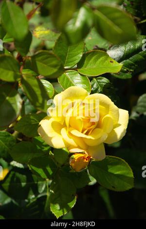 Blühende gelbe Rosen, umrandet von schönen grünen Blättern am Busch Stockfoto