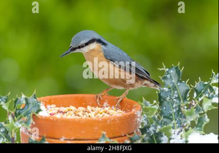 Nuthatch auf einem Terrakotta-Pflanzentopf auf der Suche nach Samen und Erdnüssen im Winter mit Schnee und Holly. Nahaufnahme, nach links zeigend. Sitta europaea Stockfoto