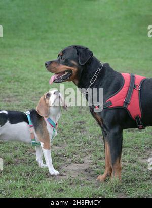 Beagle blickt auf den Rottweiler Hund, Nahaufnahme. Hunde lernen sich kennen. Stockfoto