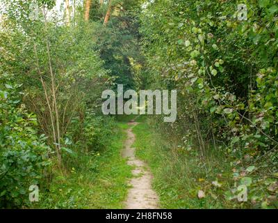Ein Weg durch den Wald an einem hellen Tag, Frühling Stockfoto