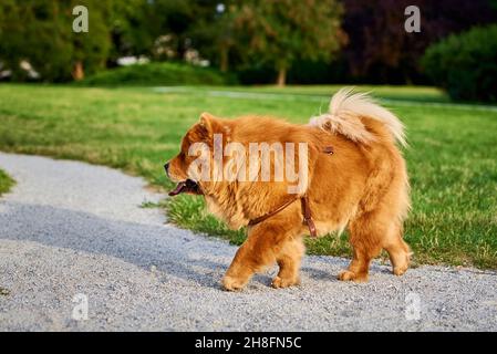 Schöner Chow Chow Hund auf grünem Gras im Park Stockfoto