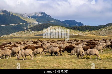 Transhumanz ist die saisonale Wanderung von Herden, Herden und Hirten, die von Weiden in hügeligen oder bergigen Gebieten umziehen Stockfoto