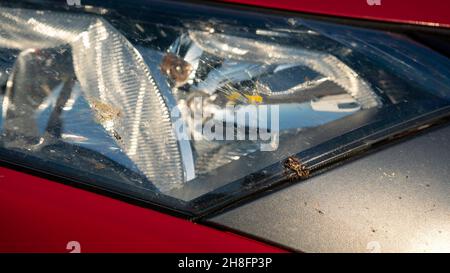 Biene auf dem Stoßfänger des Autos. Scheinwerfer des Autos mit Staub und Insekten stürzte um ihn. Insekten stürzen mit hoher Geschwindigkeit in das Auto und sind zerschlagen Stockfoto