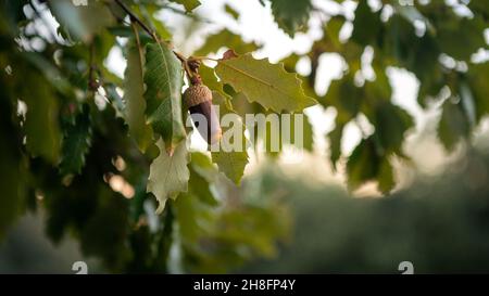 Schöner Zweig der Eiche mit Eichelfrucht reif im Wald Spanien im Herbst. Closeup Eichelnuss auf grünen Blättern im Naturhintergrund. Braune Nüsse o Stockfoto