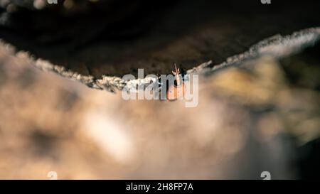 Ein Palmkwedel in den Stämmen von Palmen. Ein rostroter Käfer ist eine Art von Schnauzenkäfer, der als Rhynchophorus ferrugineus bekannt ist. Schädling in Handfläche p Stockfoto