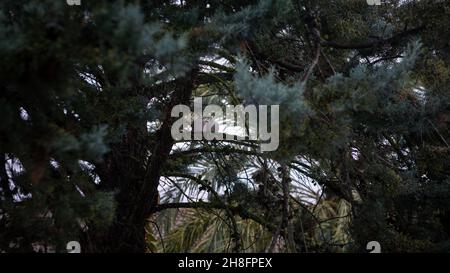 Am regnerischen Wintertag sitzt ein Paar schöner gewöhnlicher Holztauben auf einem Kiefernzweig. Graue Turteltaube, umgeben von Zweigen auf einem Baum im Par Stockfoto