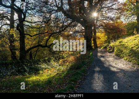 Herbstsonne durch Bäume bei der Aira Force im Lake District National Park im November, Cumbria, England, Großbritannien Stockfoto