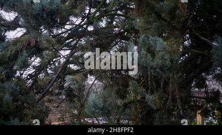 Am regnerischen Wintertag sitzt ein Paar schöner gewöhnlicher Holztauben auf einem Kiefernzweig. Graue Turteltaube, umgeben von Zweigen auf einem Baum im Par Stockfoto