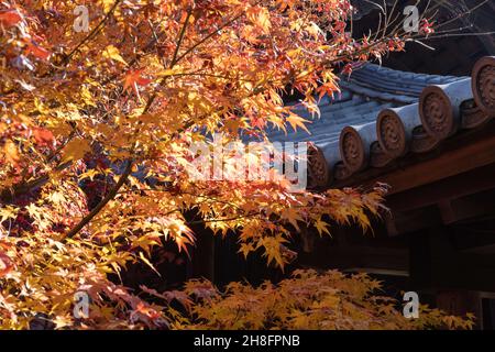 Kyoto, Japan. 26th. November 2021. Herbstfarben gefärbte Blätter im Tofuku-ji Tempel.Tofuku-ji Tempel ist einer der fünf Kyoto Gozan Tempel. In der Kamakura-Zeit gegründet, hat es seine Zen-Architektur seit dem Mittelalter beibehalten. Während der Momiji-Saison ist es für seine bezaubernden Aussichten bekannt. (Bild: © Stanislav Kogiku/SOPA Images via ZUMA Press Wire) Stockfoto