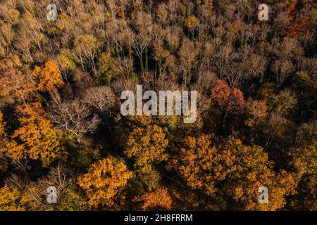 Ein Laubwald mit Herbstfarben von oben im Spätherbst gesehen Stockfoto