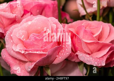 Nahaufnahme von rosa Rosenblüten, die den Tau in einem Garten bedeckten. Stockfoto