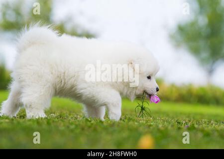 Samoyed Welpen auf einer Sommerwiese Stockfoto