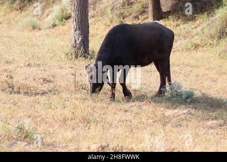 Nahaufnahme Eines domestizierten Büffels, der trockenes Gras auf dem Feld weidet Stockfoto