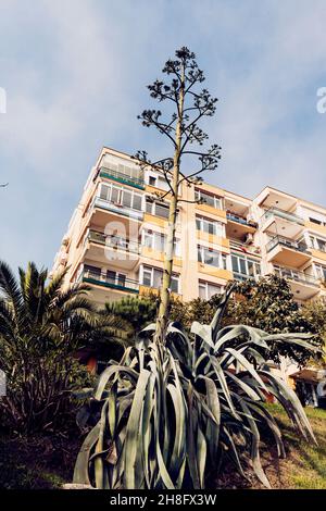 Beşiktaş, Istanbul, Türkei. 27. Oktober 2021: Diese besondere Agave Americana Pflanze in Blüte - der Blütenstiel kann bis zu 8. Erreichen, vor einem Apart-Met Stockfoto