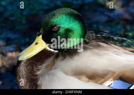 Nahaufnahme einer männlichen Stockente mit schillernden grünen Federn anas platyrhynnchos Stockfoto