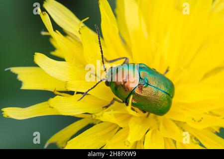 Fallkäfer beim Blütenbesuch, Blattkäfer, Cryptocephalus spec., Chrysomelidae, Blattkäfer, Blattkäfer, Entweder Cryptocephalus sericeus oder Crypto Stockfoto